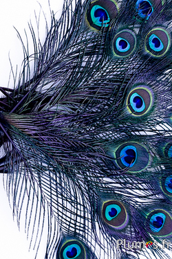 Paon bleu miniature - 15-25 cm - noir